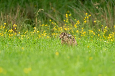 European hare (Lepus europaeus), Vulkaneifel, Rhineland-Palatinate, Germany