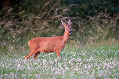 Roe deer (Capreolus capreolus), female, Vulkaneifel, Rhineland-Palatinate, Germany