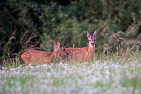 Roe deer (Capreolus capreolus), young fawn, Vulkaneifel, Rhineland-Palatinate, Germany