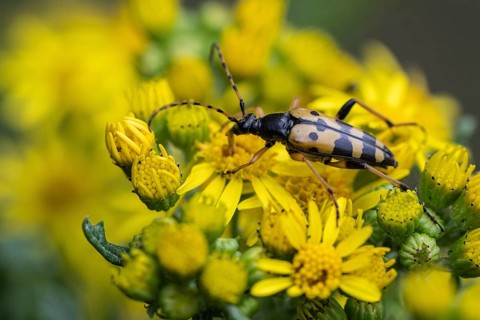 Spotted longhorn (Leptura maculata) on common ragwort (Senecio jacobaea), Emsland, Lower Saxony,