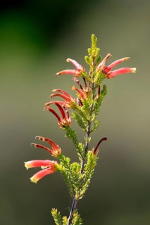 Erica glandulosa, flower, flowering, Kirstenbosch Botanical Gardens, Cape Town, South Africa