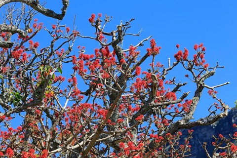 Erythrina abyssinica, tree, flower, flowering, Kirstenbosch Botanical Gardens, Cape Town, South