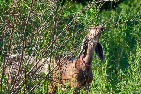Detroit, Michigan - A flock of four goats is employed eating weeds and brush in the overgrown area