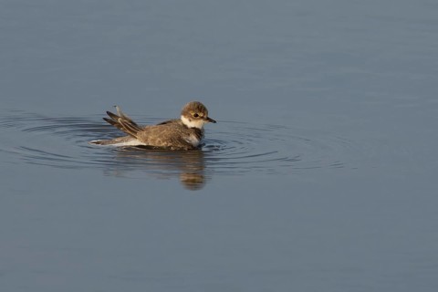 Little ringed plover (Charadrius dubius) juvenile bird bathing in a shallow lagoon, England, United