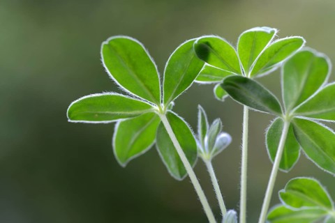 Lupin, young plant of the sweet lupin, Lupinus albus, variety 'Amiga'