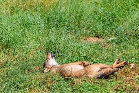 A gray wolf (Canis lupus lupus), rolling on a green meadow on a sunny day