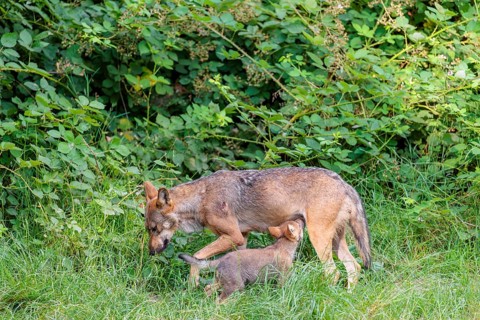 A female gray wolf (Canis lupus lupus) suckles one of her cubs in a green meadow on a sunny day
