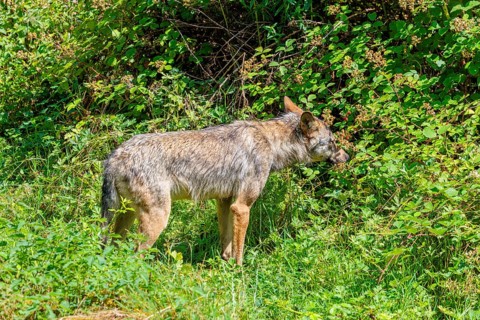 A gray wolf (Canis lupus lupus) runs through the undergrowth on the edge of a forest on a sunny day