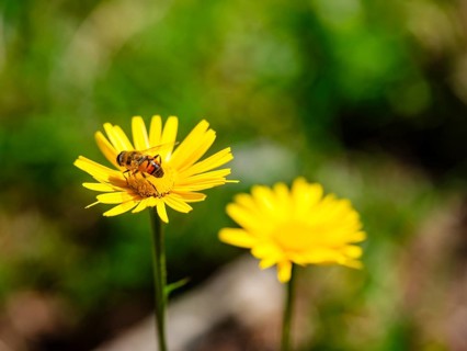 Hoverfly dung bee (Eristalis tenax) on the ox-eye daisy (Buphthalmum salicifolium), Jenner,