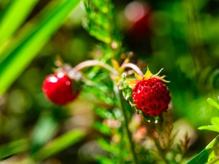 Wild strawberry (Fragaria vesca), Jenner, Berchtesgaden National Park, Schönau am Königssee,