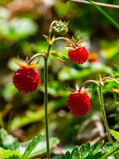 Wild strawberries (Fragaria vesca), Jenner, Berchtesgaden National Park, Schönau am Königssee,