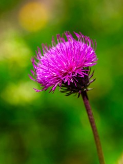 Mountain thistle (Carduus defloratus), Jenner, Berchtesgaden National Park, Schönau am Königssee,