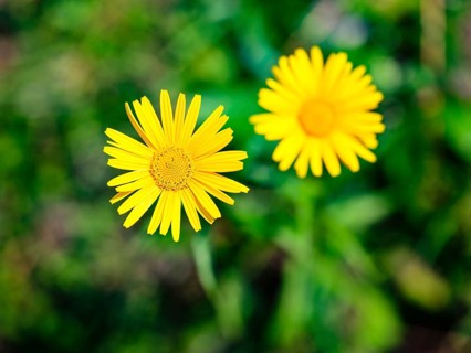 Ox-eye daisy (Buphthalmum salicifolium), Jenner, Berchtesgaden National Park, Schönau am Königssee,