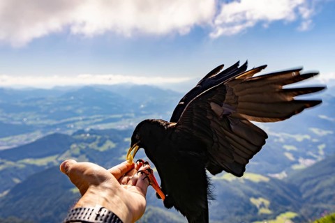 Alpine chough (Pyrrhocorax graculus) takes food from the hand of a mountaineer, Untersberg,