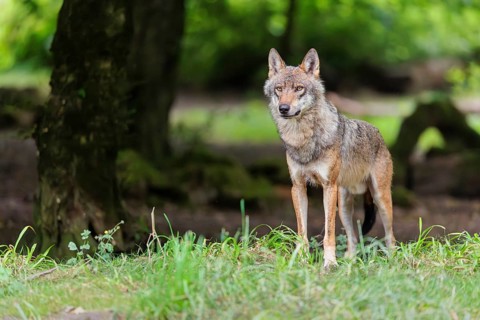 A male gray wolf (Canis lupus lupus) stands at the edge of the forest on a cloudy day