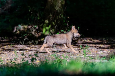 A gray wolf pup (Canis lupus lupus) runs along the edge of the forest on a sunny day
