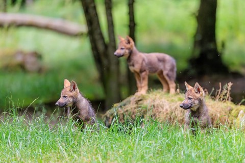 Three gray wolf pups (Canis lupus lupus) stand on, or next to a rock on a small hill at the edge of