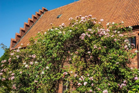 Rose garden at the old monastery, built in 1267, in Ystad, Scania, Sweden, Scandinavia