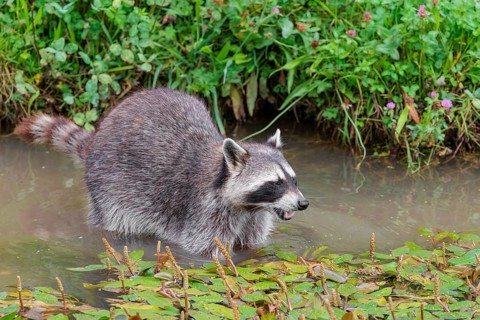 An adult raccoon (Procyon lotor) searches for food in the shallow water of a stream surrounded by
