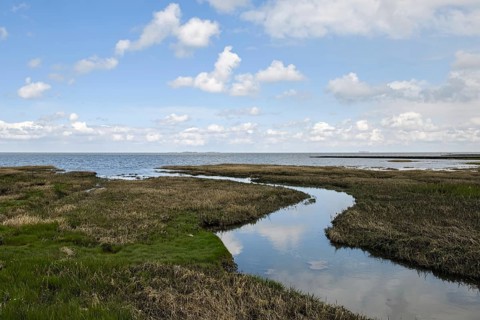 Salt marshes on the North Sea, North Sea coast, dyke foreland between Duhnen, Sahlenburg and