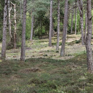 Dune pine forest... Wernerwald (Cuxhaven-Duhnen), black pines (Pinus nigra), typical forest form on