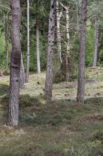 Dune pine forest... Wernerwald (Cuxhaven-Duhnen), black pines (Pinus nigra), typical forest form on