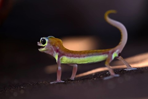 Palmato gecko (Pachydactylus rangei), Namib Desert, Namibia