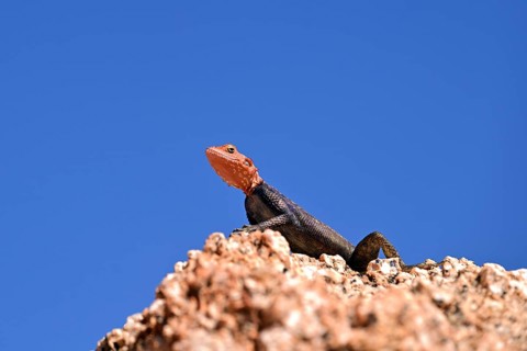 Rock agama (Agama planiceps), Namibia