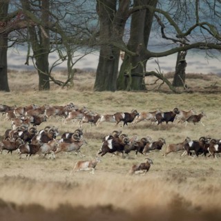 European mouflon (Ovis orientalis musimon), mouflon, mouflons, wild sheep, large herd, running,