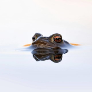 Waiting... Common toad (Bufo bufo) in spawning waters, waiting for a female ready to mate, typical
