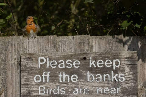 European robin (Erithacus rubecula) adult bird on a sign at a wildlife trust site, Lackford Lakes