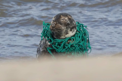 Grey seal (Halichoerus grypus) adult animal with netting wrapped around its body resting on a