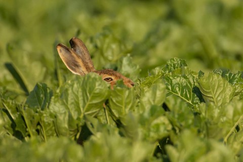 European brown hare (Lepus europaeus) adult animal in a farmland sugar beet crop, England, United