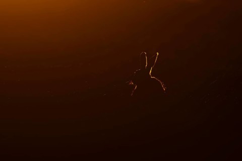 European brown hare (Lepus europaeus) adult animal rim lit from backlighting in a farmland field at