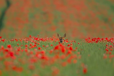 Roe deer (Capreolus capreolus) adult female doe animal in a farmland wheat field with red poppy