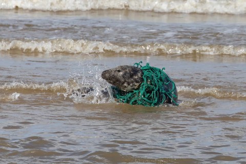 Grey seal (Halichoerus grypus) adult animal with netting wrapped around its body resting in the