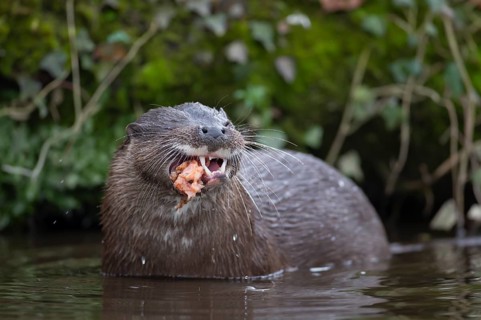 Eurasian otter (Lutra lutra) adult animal eating a fish in a river, England, United Kingdom