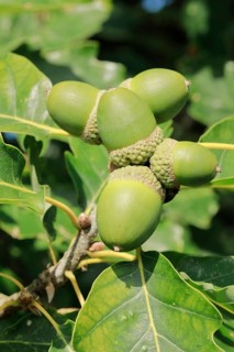 Close-up of green acorns and oak leaves in late summer, Lower Saxony, Germany