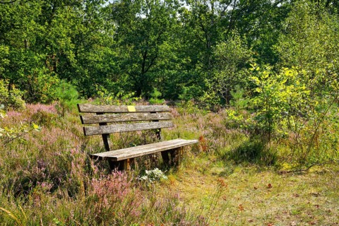 Bench in the Lüneburg Heath, Lower Saxony, Germany