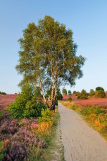 Idyllic country lane in the middle of the blooming Lüneburg Heath, Lower Saxony, Germany
