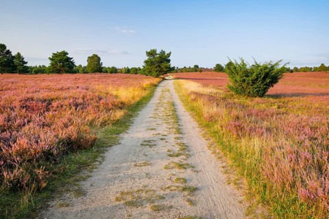 Idyllic country lane in the middle of the blooming Lüneburg Heath, Lower Saxony, Germany