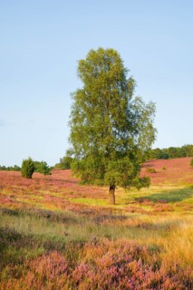 Large birch tree in the blooming Lüneburg Heath, Lower Saxony, Germany