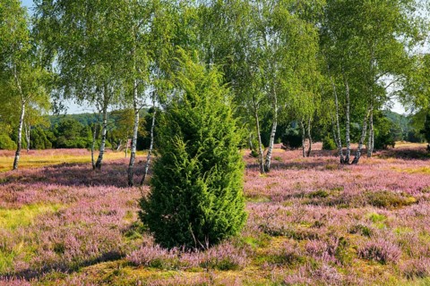 Birches and junipers in the blooming Lüneburg Heath, Lower Saxony, Germany
