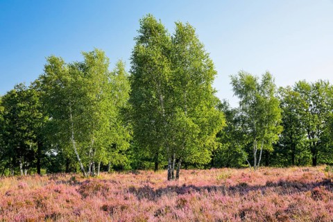 Birch trees in the blooming Lüneburg Heath, Lower Saxony, Germany