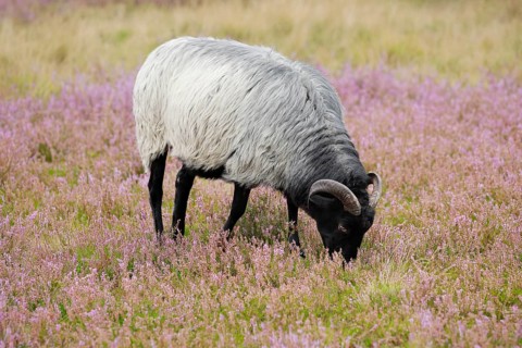 Heidschnucke moorland sheep feeding in the middle of the blooming Lüneburg Heath, Lower Saxony,