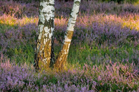 Birch trunks and blooming heather in the Osterheide, Lüneburg Heath, Lower Saxony, Germany