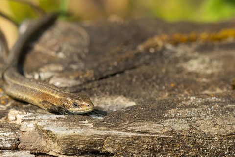 Common lizard (Zootoca vivipara) adult reptile resting on a wooden sleeper, England, United Kingdom