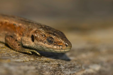 Common lizard (Zootoca vivipara) adult reptile sleeping on a wooden sleeper, England, United