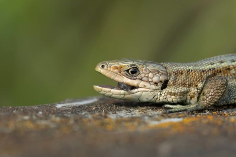 Common lizard (Zootoca vivipara) adult reptile with its mouth open on a wooden sleeper, England,