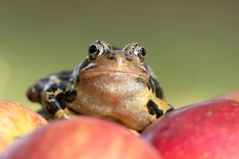 Common frog (Rana temporaria) adult amphibian on fallen fruit apples in a garden in summer,